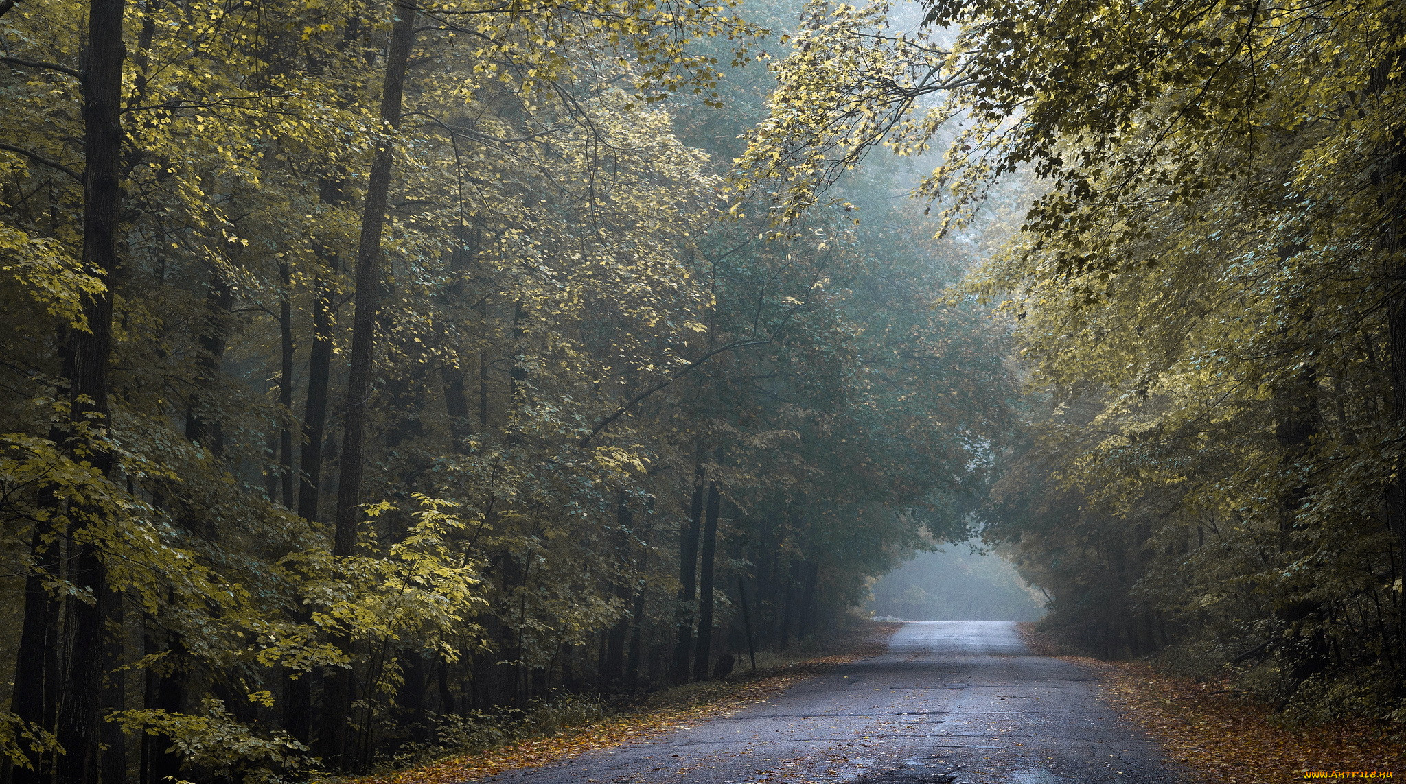 , , tunnel, of, gold, autumn, road, wisconsin